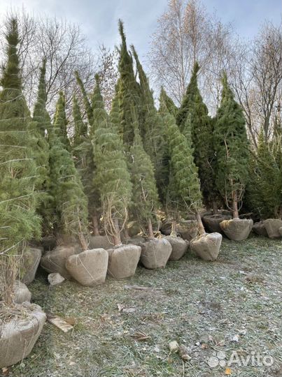 Сосна обыкновенная