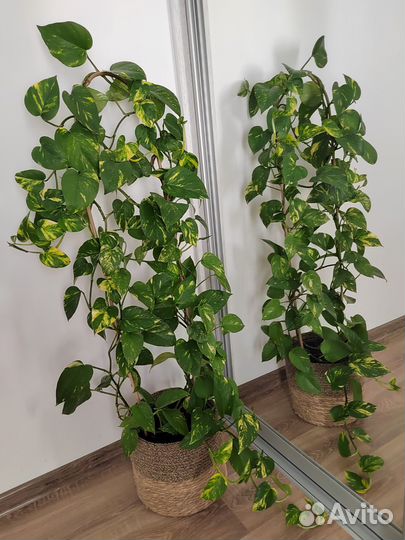 Сциндапсус