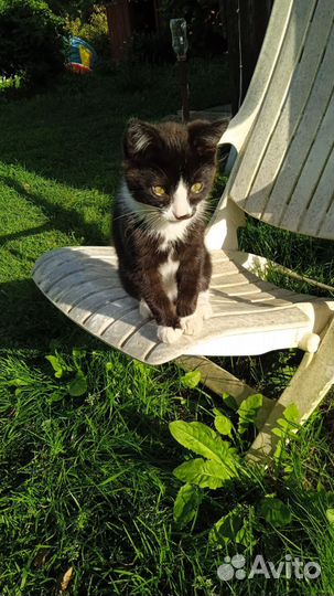 Кошка в дар