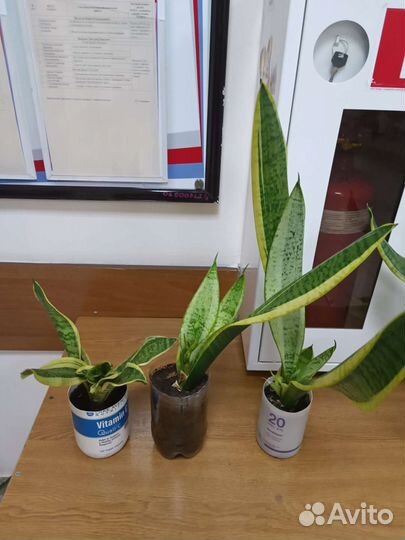 Сансевиерия футура суперба