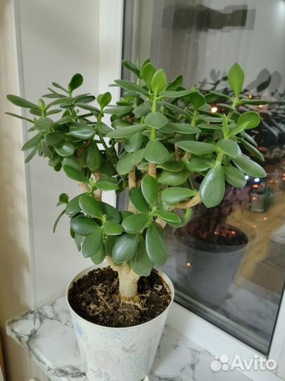 Толстянка (Денежное дерево)