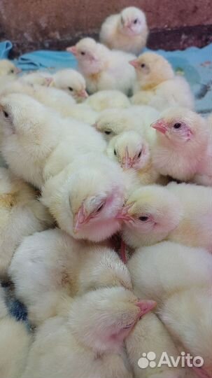 Цыплята суточные, несушки,индейка, бройлеры, утка
