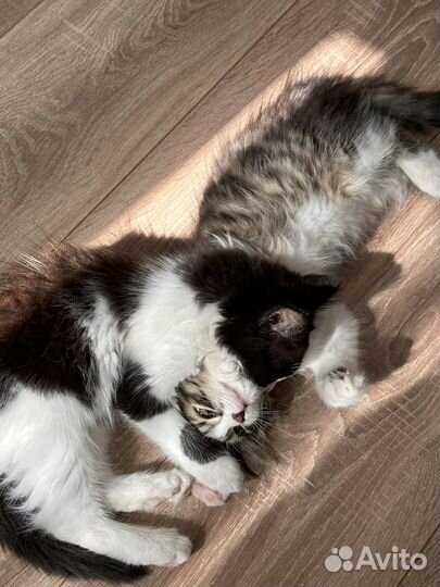 Кошки в добрые руки