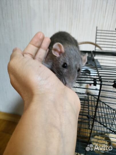 Крыса дамбо