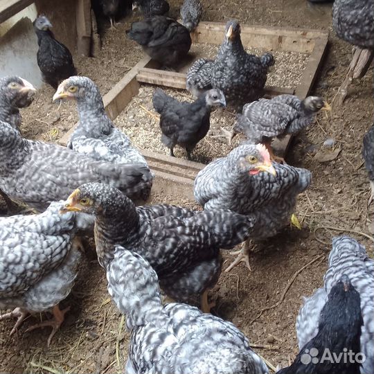 Инкубационное яйцо и цыплята