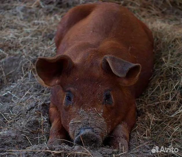 Поросята дюрок