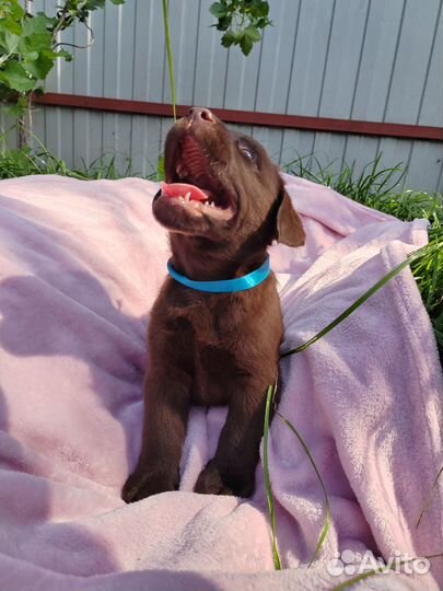 Щенки лабрадора готовы к переезду