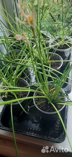 Комнатные Цветы Зефирантес