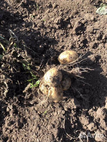 Семенной картофель 