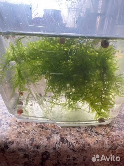 Растения для аквариума