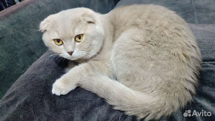 Шотландский кот вязка