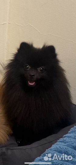 Шпиц девочка