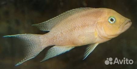 Цихлида Неолампрологус Фальцикула