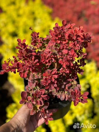 Саженцы барбариса