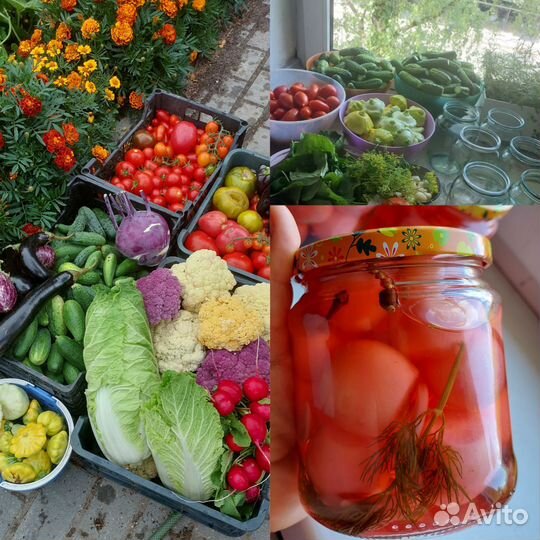 Домашняя консервация Огурцы Помидоры Компоты Песто