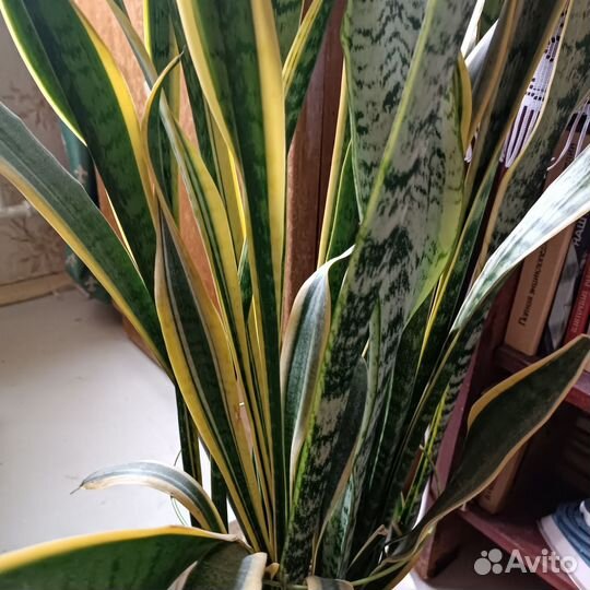 Сансевиерия Лауренти