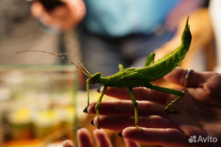 Гигантские насекомые, кузнечики и палочники
