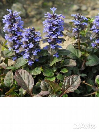 Живучка ползучая