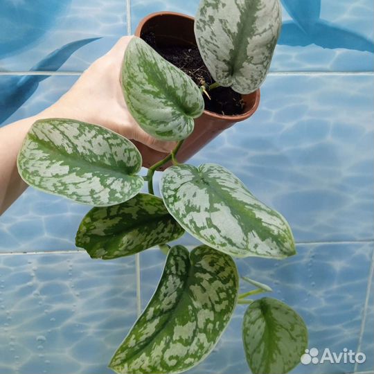 Эпипремнум