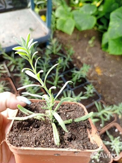 Лаванда узколистая