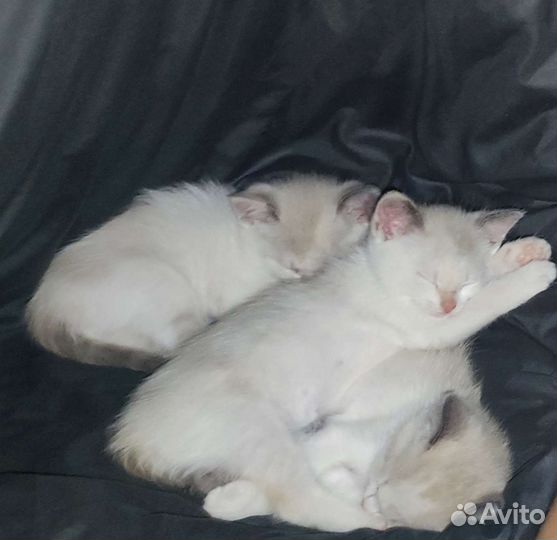 Котята невская маскарадная+тайский