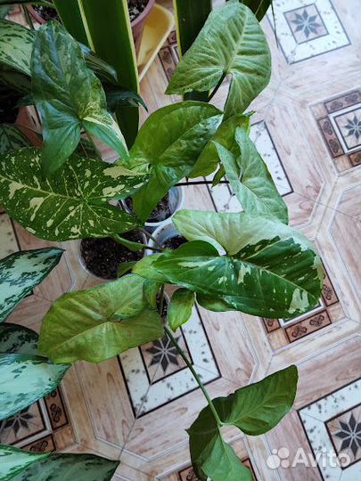 Комнатные растения для уюта и красоты