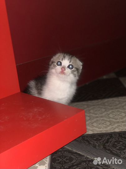 Кошка в дар бесплатно