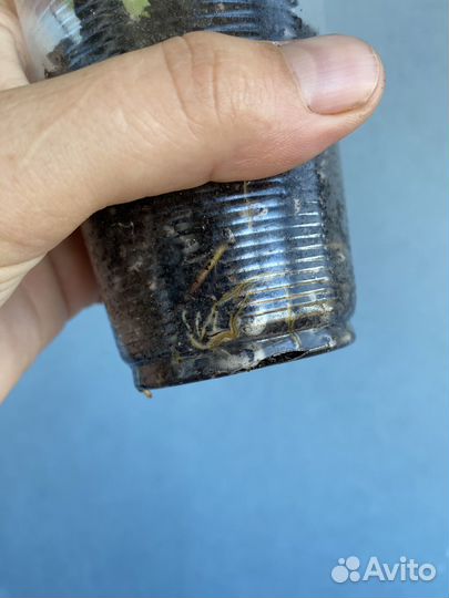 Сингониум конфетти милк