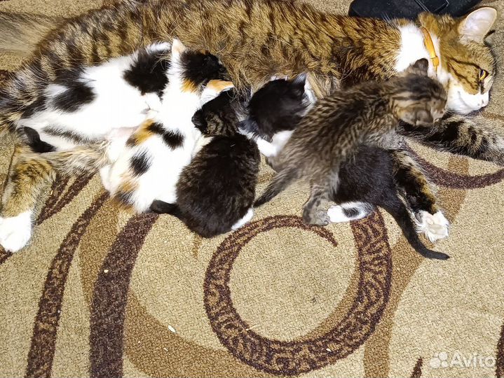 Котята в добрые руки