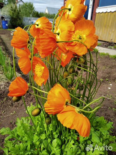 Мак Альпийский декоративный/ семена и растения