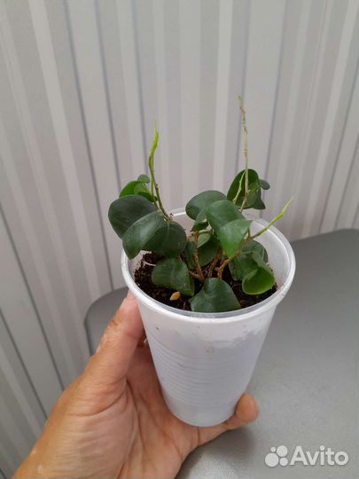 Фикус барокк, даниэль, кинки, твилайт, мокламе