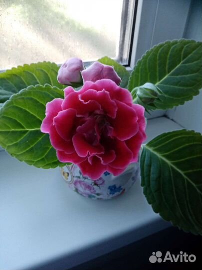 Глоксиния цветущая