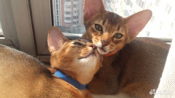 Абиссинские котята шоу класс с родословной WCF