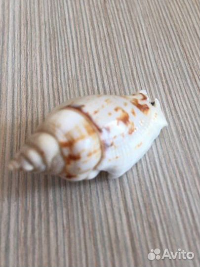 Ракушки для аквариума