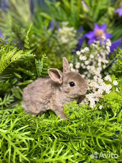 Кролики ручные мини