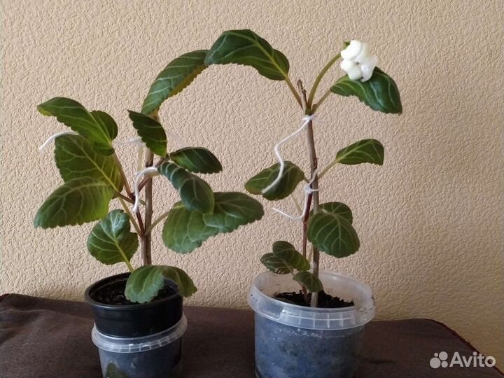 Глоксиния цветущая, белая