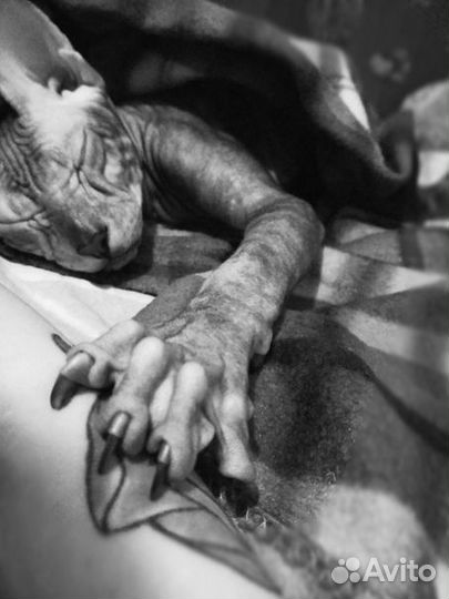 Вязка донской сфинкс