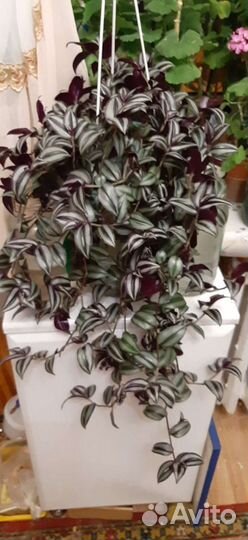 Традесканция зебрина