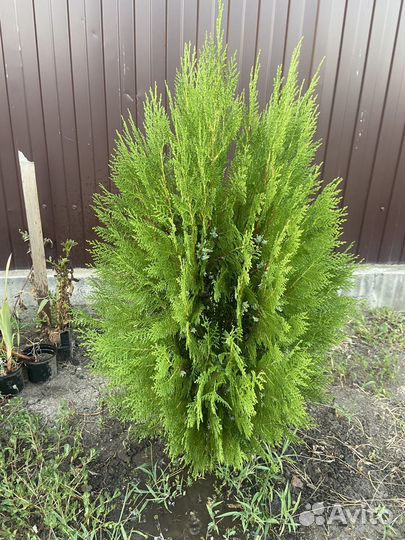 Туя восточная книжка