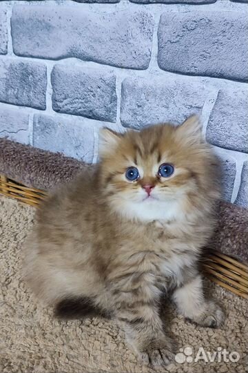 Купить котенка