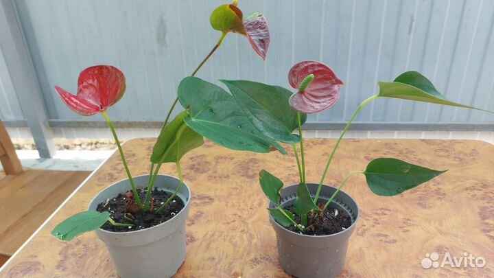 Антуриум мужское счастье