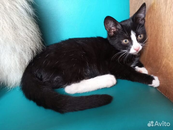 Котенок-девочка 3 месяца