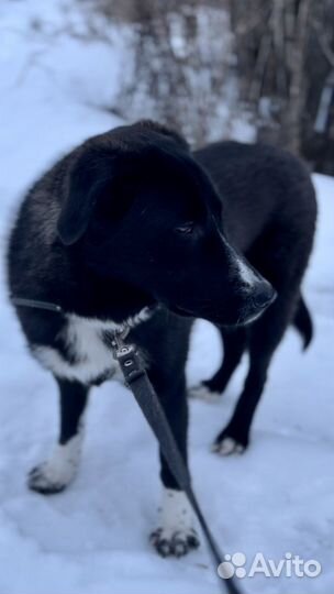 Собака Дана