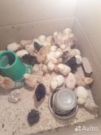 Цыплята подрощенные, суточные. Петушки Леггорна
