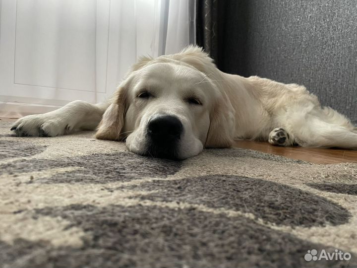 Золотистый ретривер