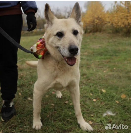 Собака хочет домой и хочет консервы