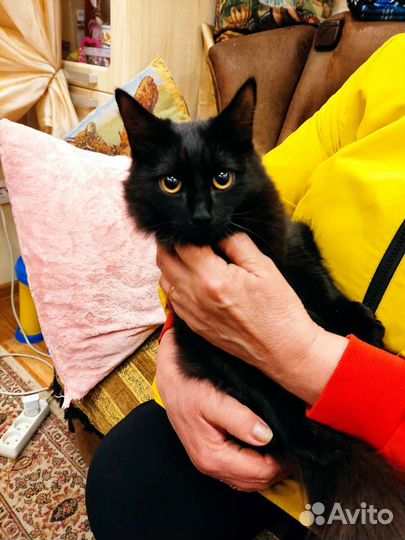Кошка в добрые руки бесплатно