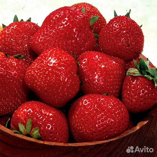 Саженцы клубники Зефир, привоз в августе