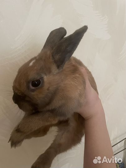 Декоративные кролики даром