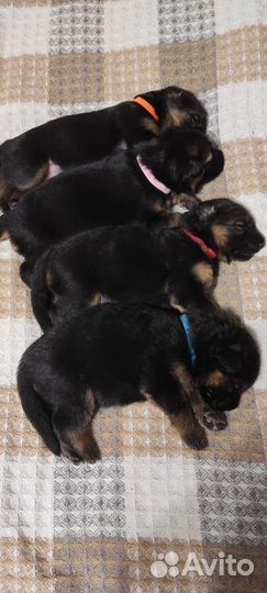 Щенки немецкой овчарки длинношерстной